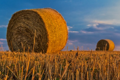 Boží realitou je kvalitní úroda - lidskost, pravdivost, čestnost