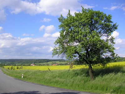 Koprová omáčka